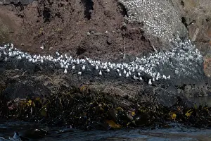 Gull: Red-billed Gulls
