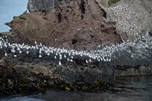 Gull: Red-billed Gulls