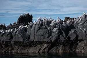 Gull: Red-billed Gulls