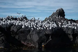 Gull: Red-billed Gulls