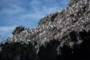 Gull: Red-billed Gulls