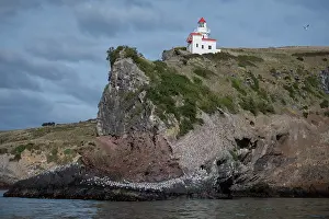 Lighthouse: Red-billed Gulls by Taiaroa Head Lighthouse
