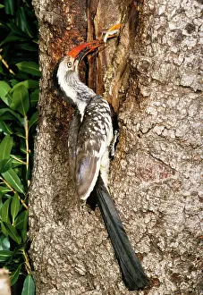 Toes: RED BILLED HORNBILL