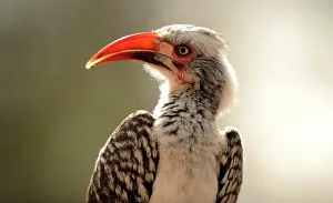 Tockus: Red-Billed Hornbill