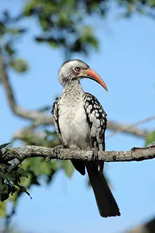 Tockus: Red-Billed Hornbill