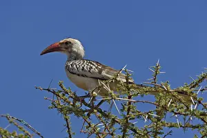 Tockus: Red-billed Hornbill