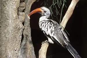 Bringing: Red-billed Hornbill
