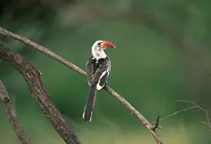 Hornbills: Red Billed Hornbill