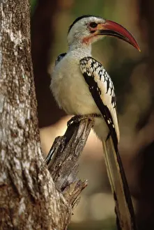 Hornbills: Red-billed Hornbill