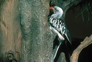 Bringing: Red-billed Hornbill
