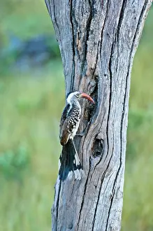 Tockus: Red-billed Hornbill - At nest hole