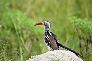 Tockus: Red-billed Hornbill - On rock