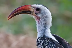 Erythrorhynchus: Red-billed Hornbill at Samburu NP, Kenya