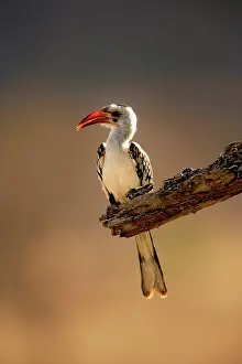 Erythrorhynchus: Red-billed Hornbill, Tockus erythrochynchus