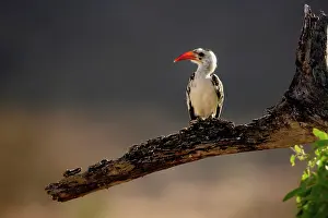 Erythrorhynchus: Red-billed Hornbill, Tockus erythrochynchus