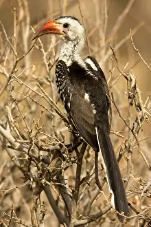 Erythrorhynchus: Red-billed Hornbill, Tockus erythrorhynchus