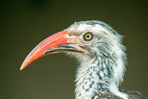 Curved: Red-billed hornbill (Tockus erythrorhynchus), animal