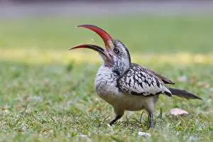 Hornbill: Red-billed Hornbill (Tockus erythrorhynchus), Namibia
