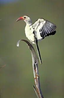 Flavirostris: Red-Billed Hornbill - Wing flapping