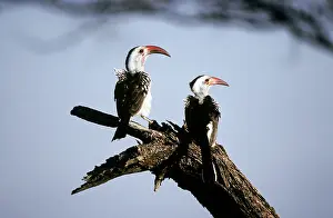 Hornbills: Red-billed Hornbills