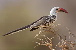 Hornbills: Red-billed hornbills, Red-billed Hornbill, Hornbills