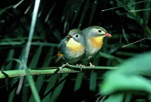 Lutea: Red-Billed Leiothrix