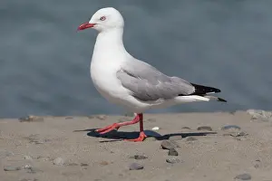 Mackerel: Red-billed / Mackerel Gull