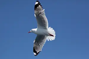 Mackerel: Red-billed / Mackerel Gull - in flight