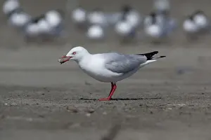 Mackerel: Red-billed / Mackerel Gull - food in beak
