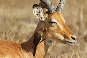 Impalas: Red-billed Oxpecker