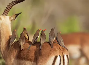 Impalas: Red-billed Oxpecker