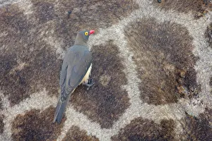 Buphagus: Red-billed Oxpecker