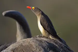 Buphagus: Red-billed Oxpecker