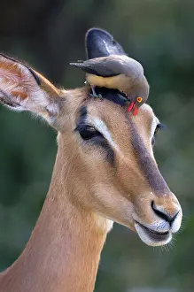 Buphagus: Red-billed Oxpecker