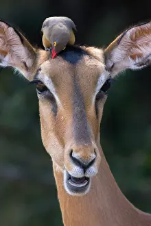 Buphagus: Red-billed Oxpecker