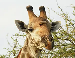 Relationship: Red-billed Oxpecker