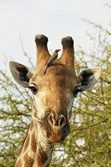Relationship: Red-billed Oxpecker