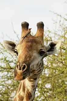 Relationship: Red-billed Oxpecker