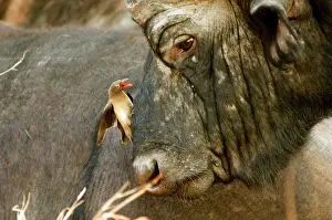 Ticks: Red-billed OXPECKER on African / Cape buffalo (Syncerus