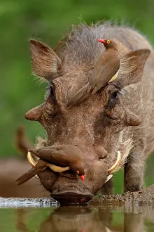 Buphagus: Red-billed oxpecker (Buphagus erythrorhynchus) and