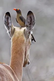Buphagus: Red-billed oxpecker (Buphagus erythrorhynchus)