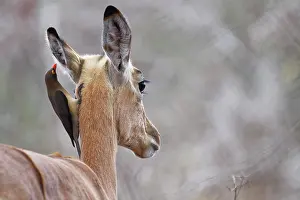 Buphagus: Red-billed oxpecker (Buphagus erythrorhynchus)
