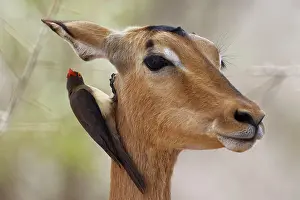 Buphagus: Red-billed oxpecker (Buphagus erythrorhynchus)