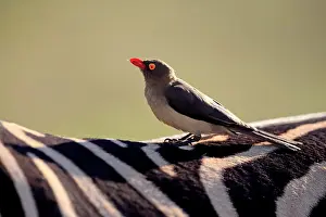 Buphagus: Red-billed oxpecker (Buphagus erythrorhynchus)