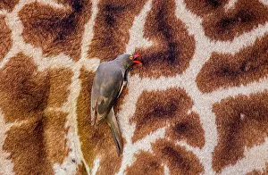 Buphagus: Red-billed Oxpecker (Buphagus erythrorhynchus) i