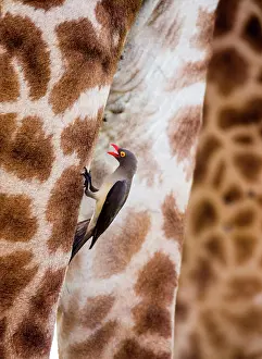 Buphagus: Red-billed Oxpecker (Buphagus erythrorhynchus) i