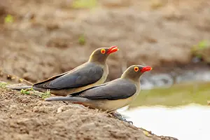 Oiseau: red-billed oxpecker (Buphagus erythrorynchus)