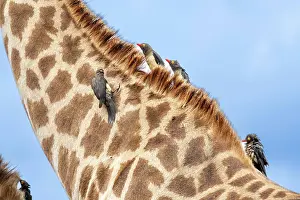 Buphagus: Red-billed oxpecker (Buphagus erythrorynchus) sitting