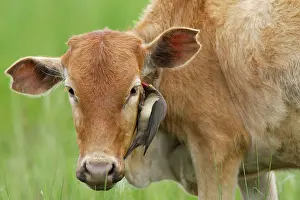 Oxpeckers: Red-billed Oxpecker on cattle