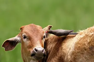 Oxpeckers: Red-billed Oxpecker - on cattle